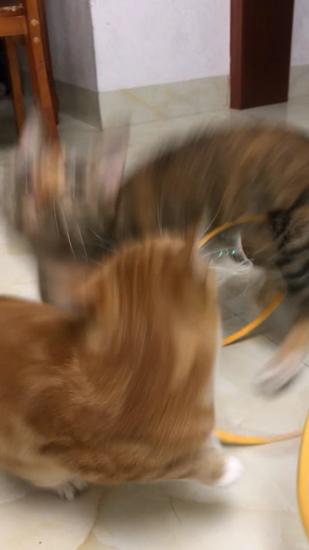 手机里最抽象的一张猫猫图