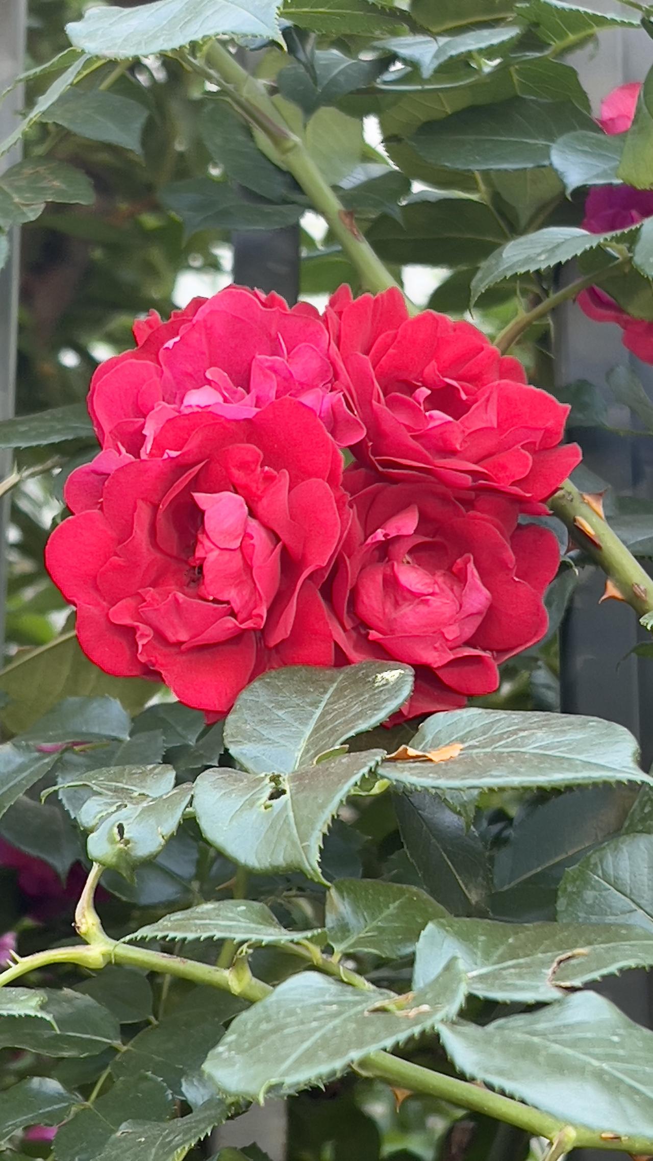 一束靓丽迷人的月季花，娇美耀眼，美丽动人。