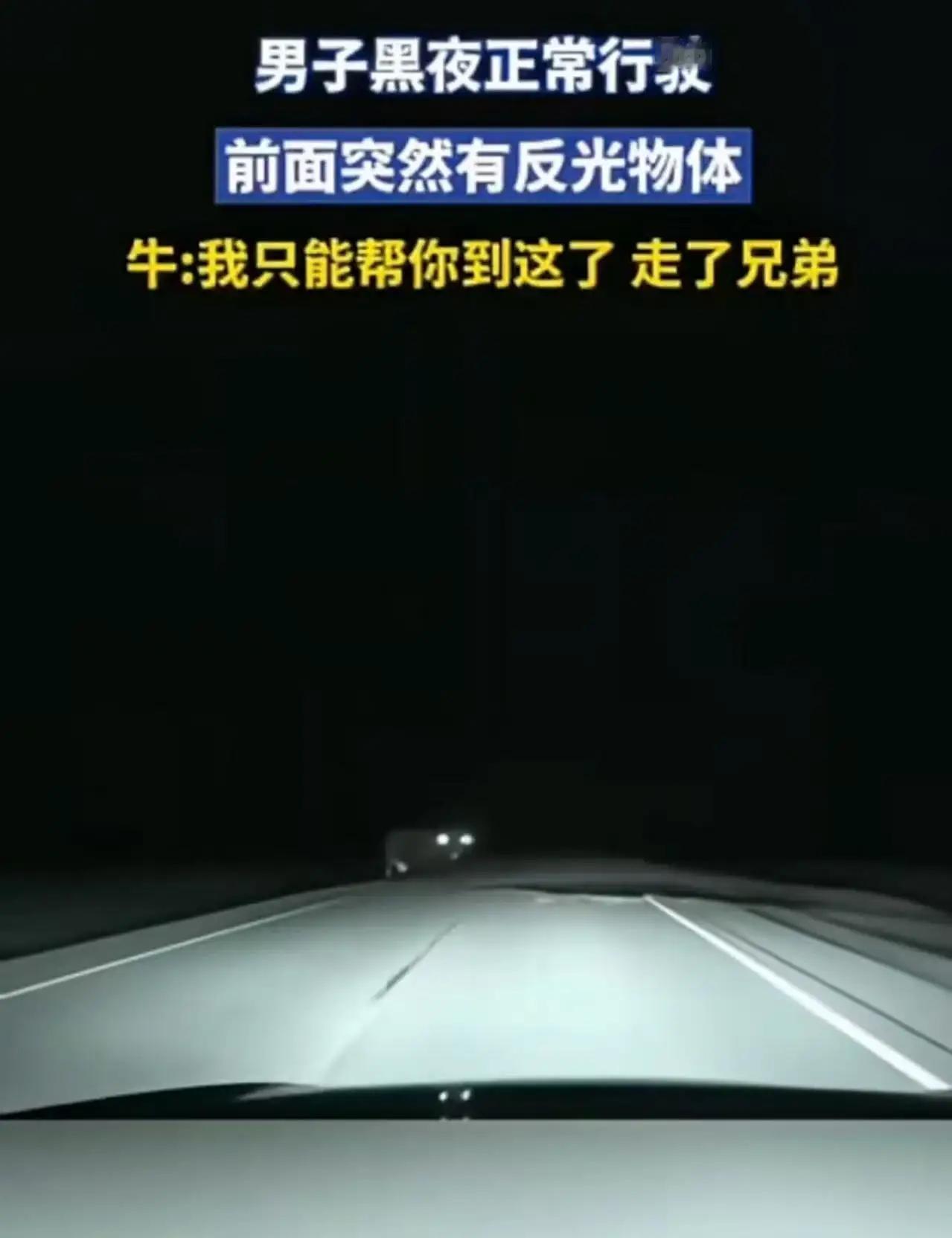 科学解释icon不了！男子夜里开车，前面突然出现一个巨物，而且眼睛还会反光！男子