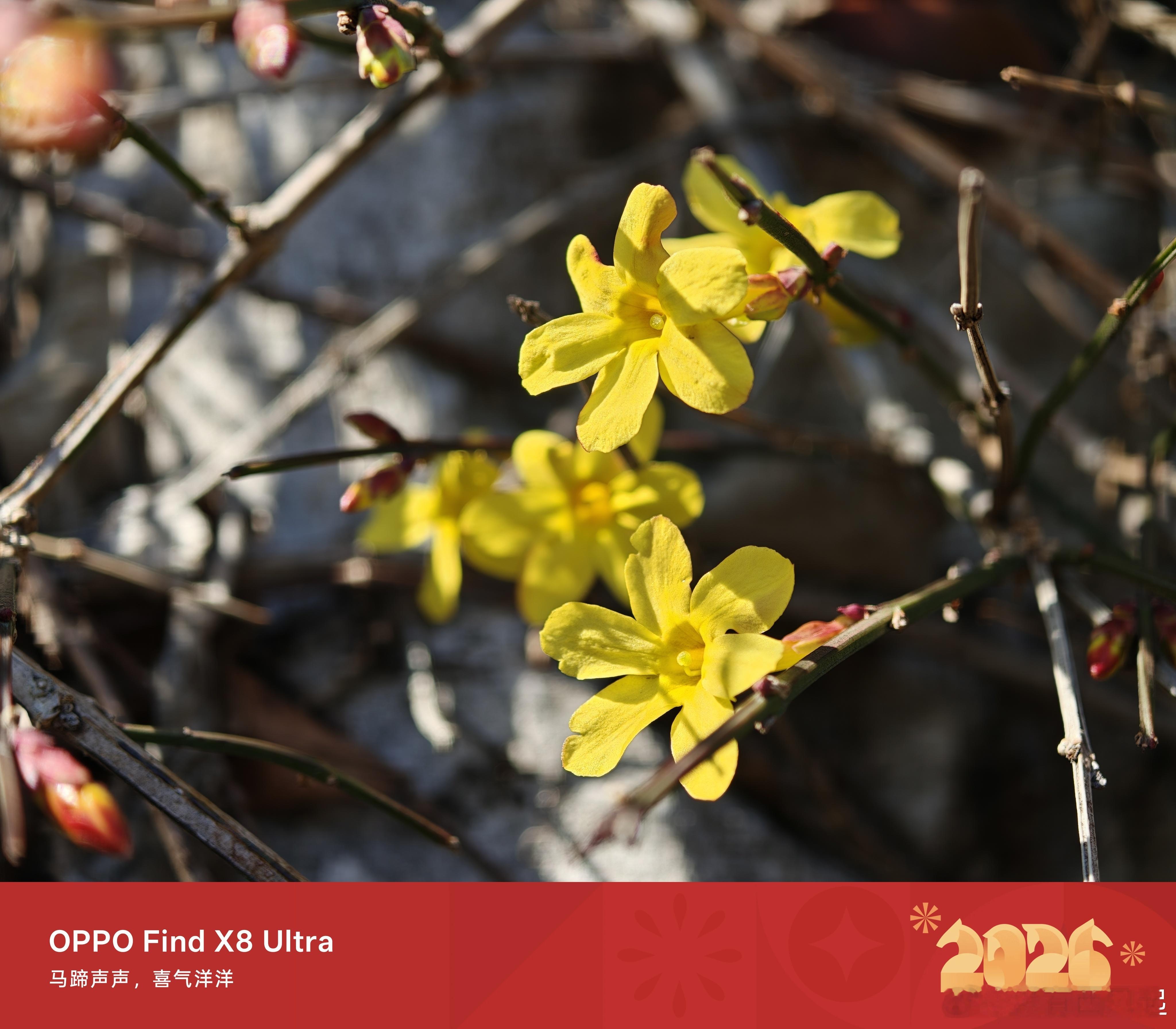 迎春花开了，春天真的到了