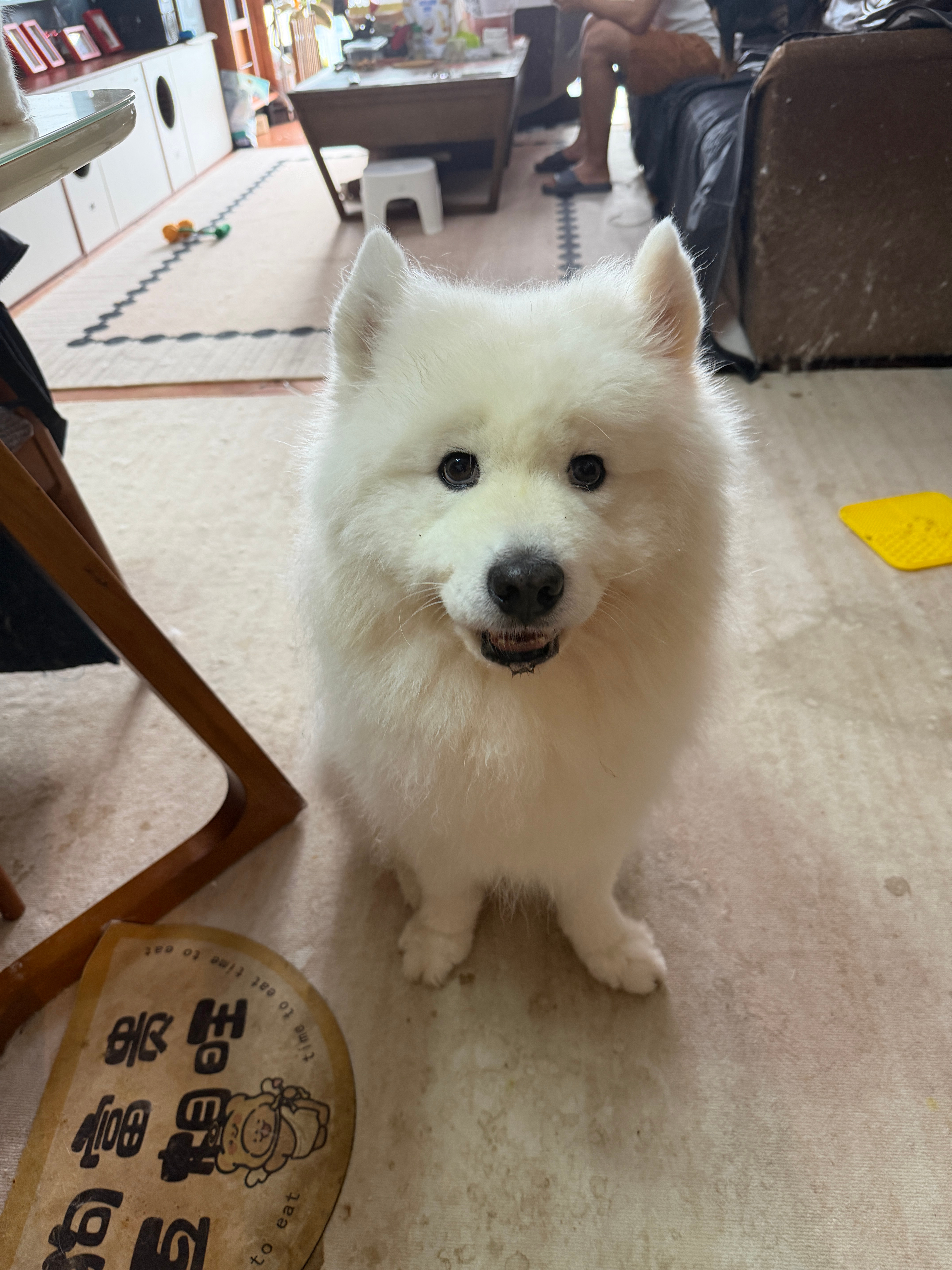 小狗稍息。 ​​​