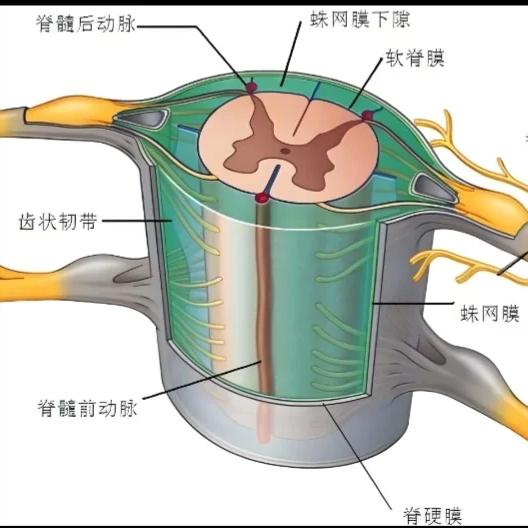 脊髓损伤后，什么时候做电刺激最好？一次说清楚！
很多因车祸导致脊髓损伤的患者和家