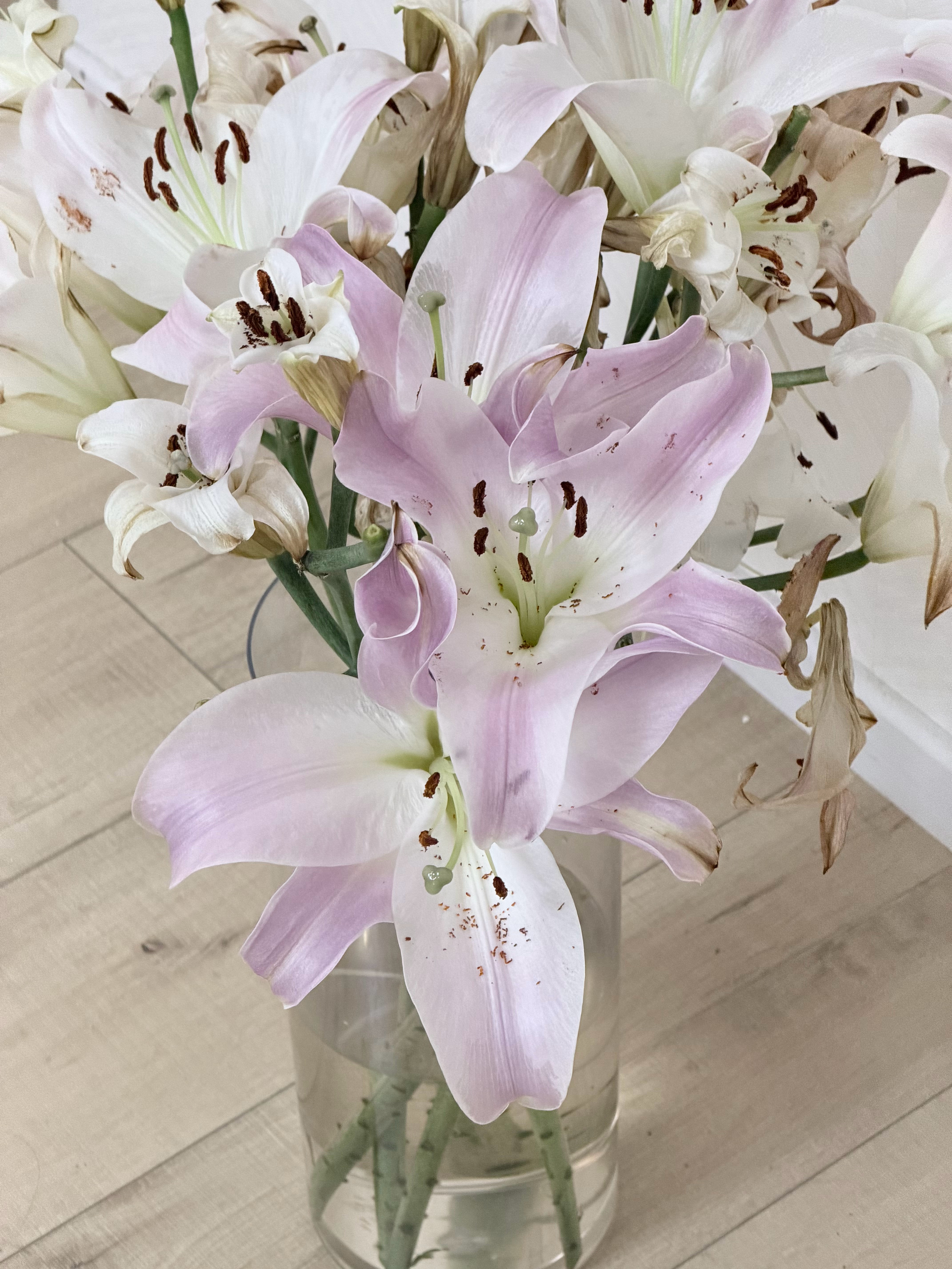 纠缠（符某某）  被我当成垃圾废品半夜两点扫地出门之后。   每一束鲜花开得格外