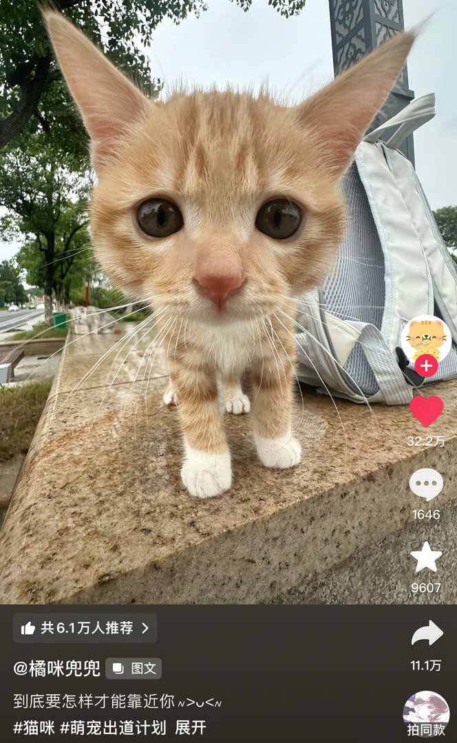 小猫你能不能自己背着干粮和货币来我家 