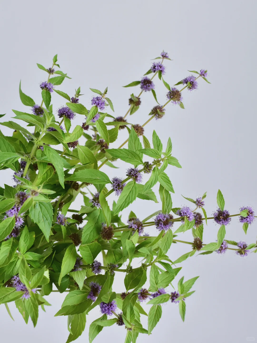 草花·东北薄荷