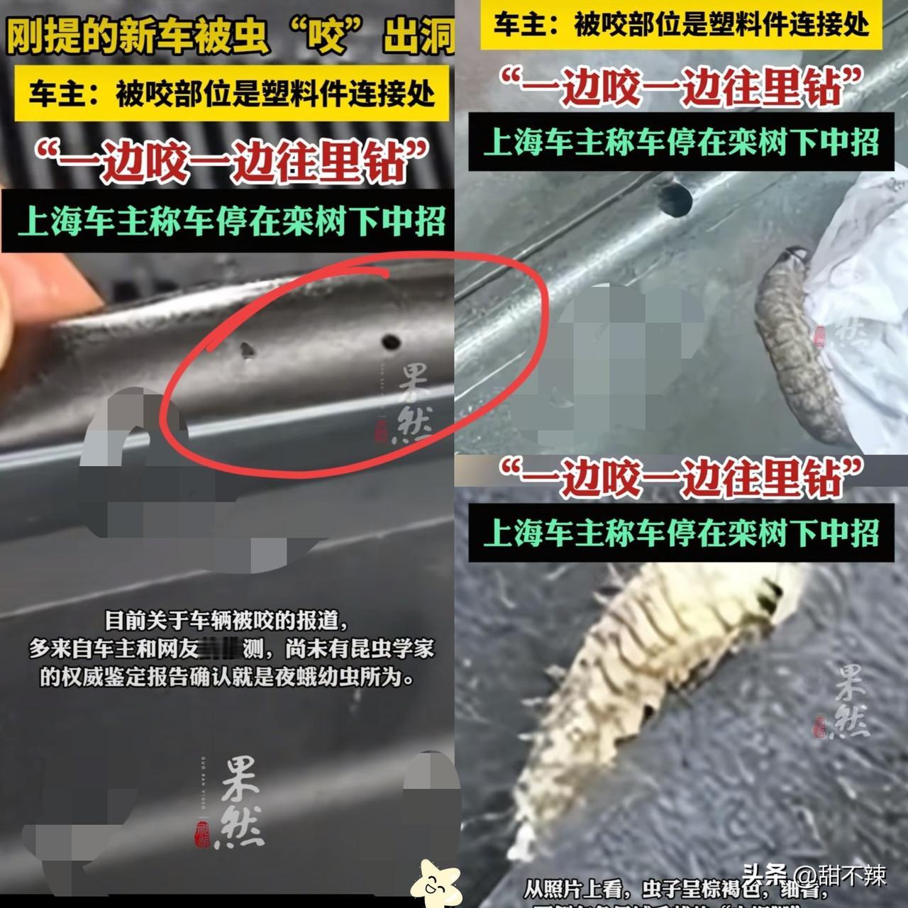 “差点解释不清了！”浙江，一男子把车停在树下，取车时车身密密麻麻全是小洞，连十几