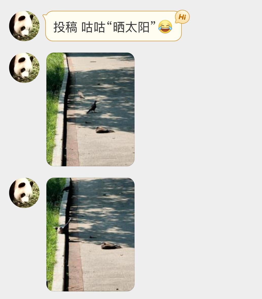 #鸟粉投稿# 席地而卧的珠颈斑鸠正在悠哉地晒太阳！ ​​​