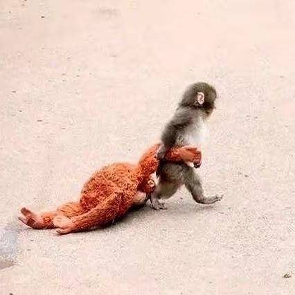 别再只夸它可爱了！
日本这只网红小猴拳君，
抱着假妈妈不肯撒手的背后，哪是治愈，