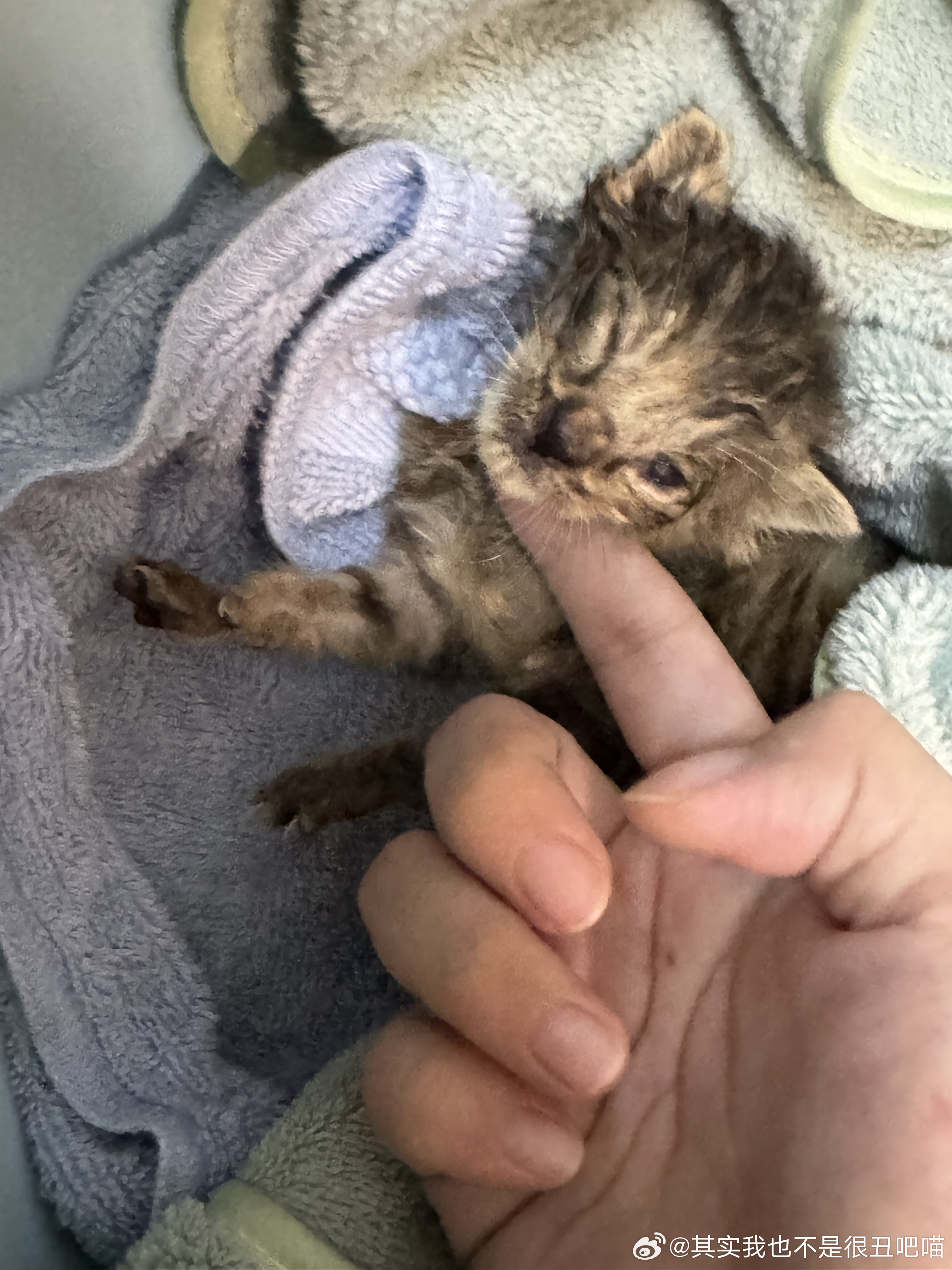50392【丑猫】刚刚救了一只头卡在下水道的猫，长得好丑啊 