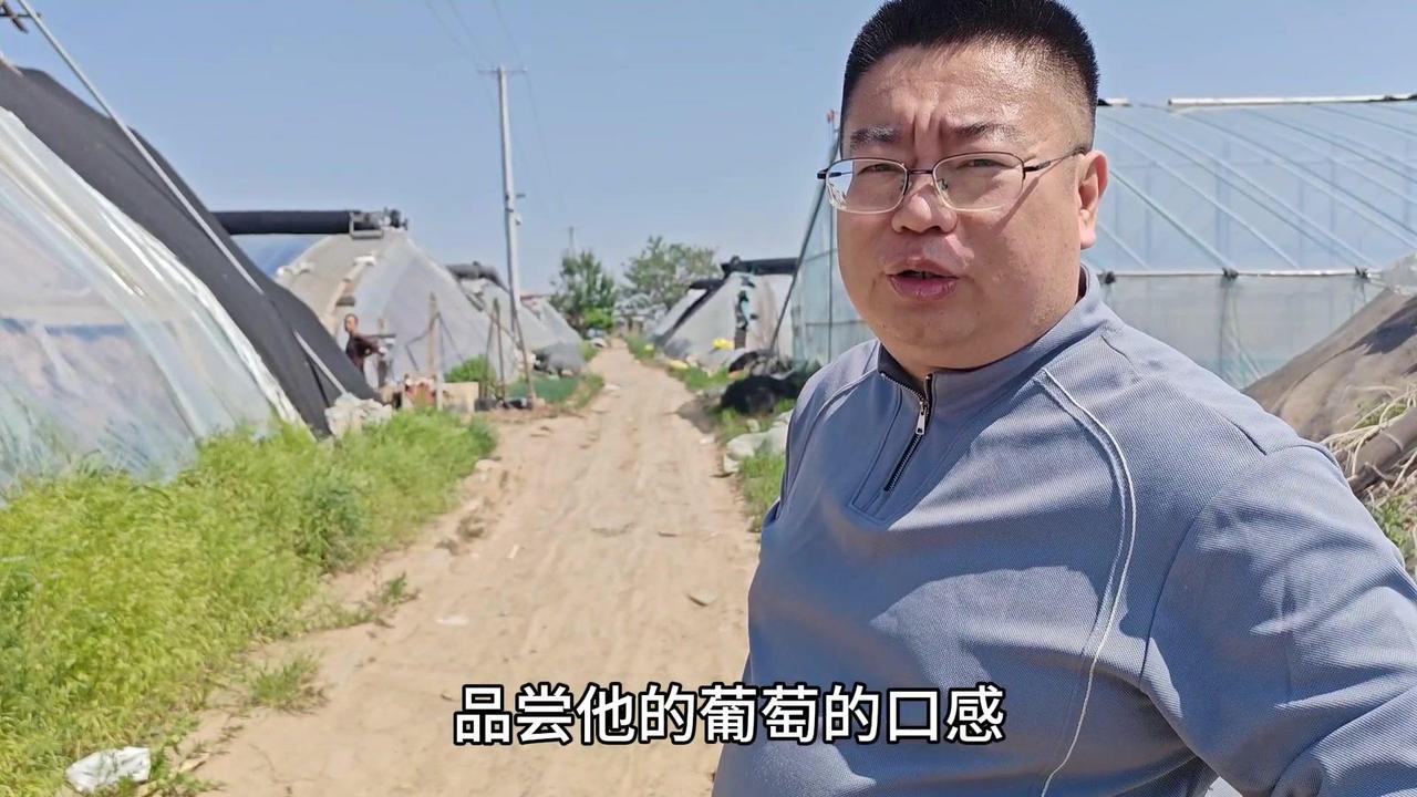东哥暖棚春红葡萄首次挂果就惊艳了！4号果粒大得像大拇指，一串近3斤，不用膨果梳粒