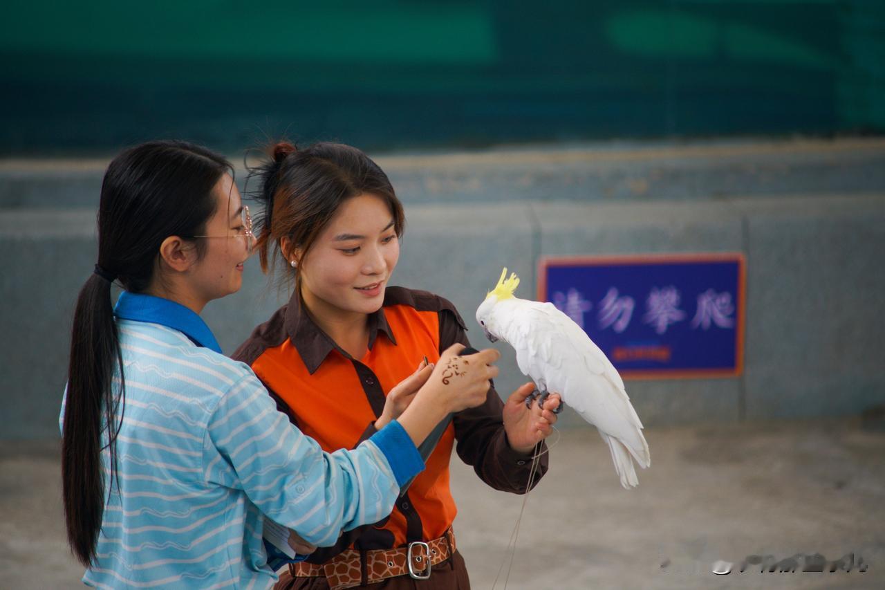 美女与鹦鹉