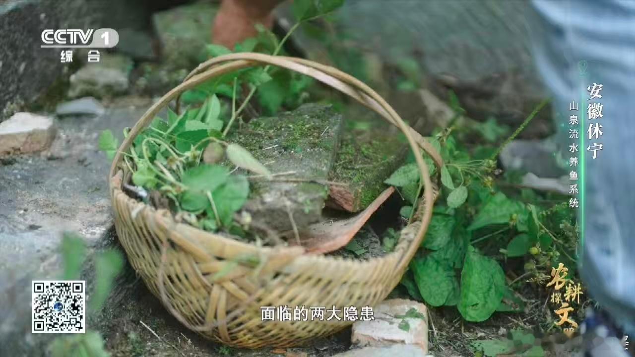 中国古人养鱼用流体力学 休宁古鱼池打破认知！将进水口与出水口平行设于同一侧，活水
