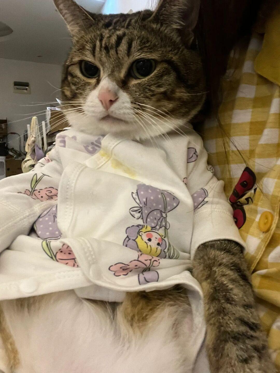 吃个冻干都能把衣服弄脏，埋汰小猫