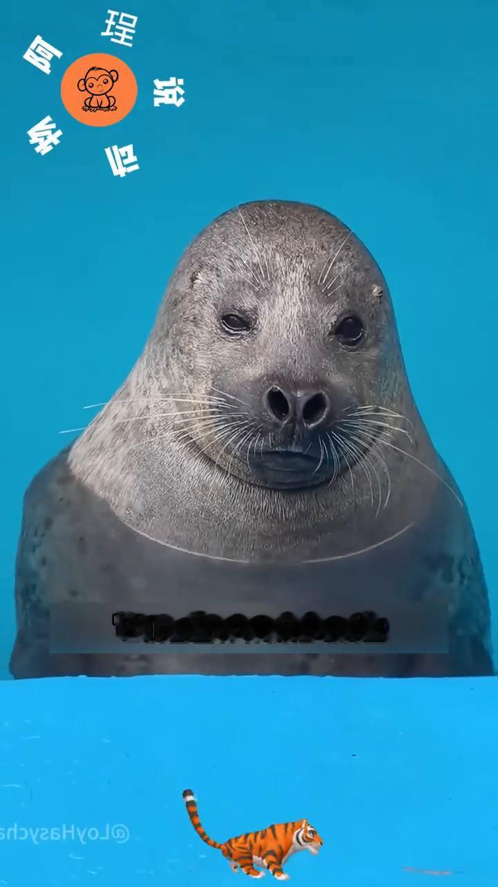 为什么人们常说千万别随意触摸海豹的尾巴？因为你一旦伸手挑逗，它可能会立马冲你大吼