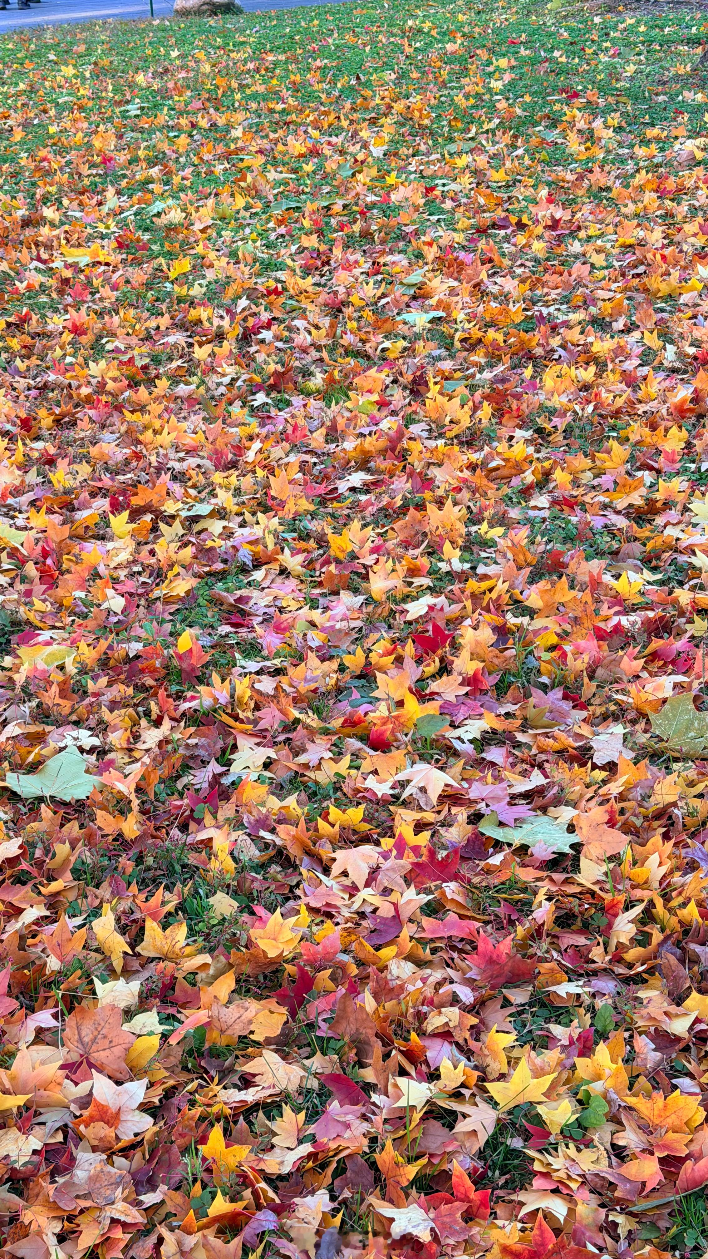 大风过后的草坪🍁🍂五彩的秋具象化了 