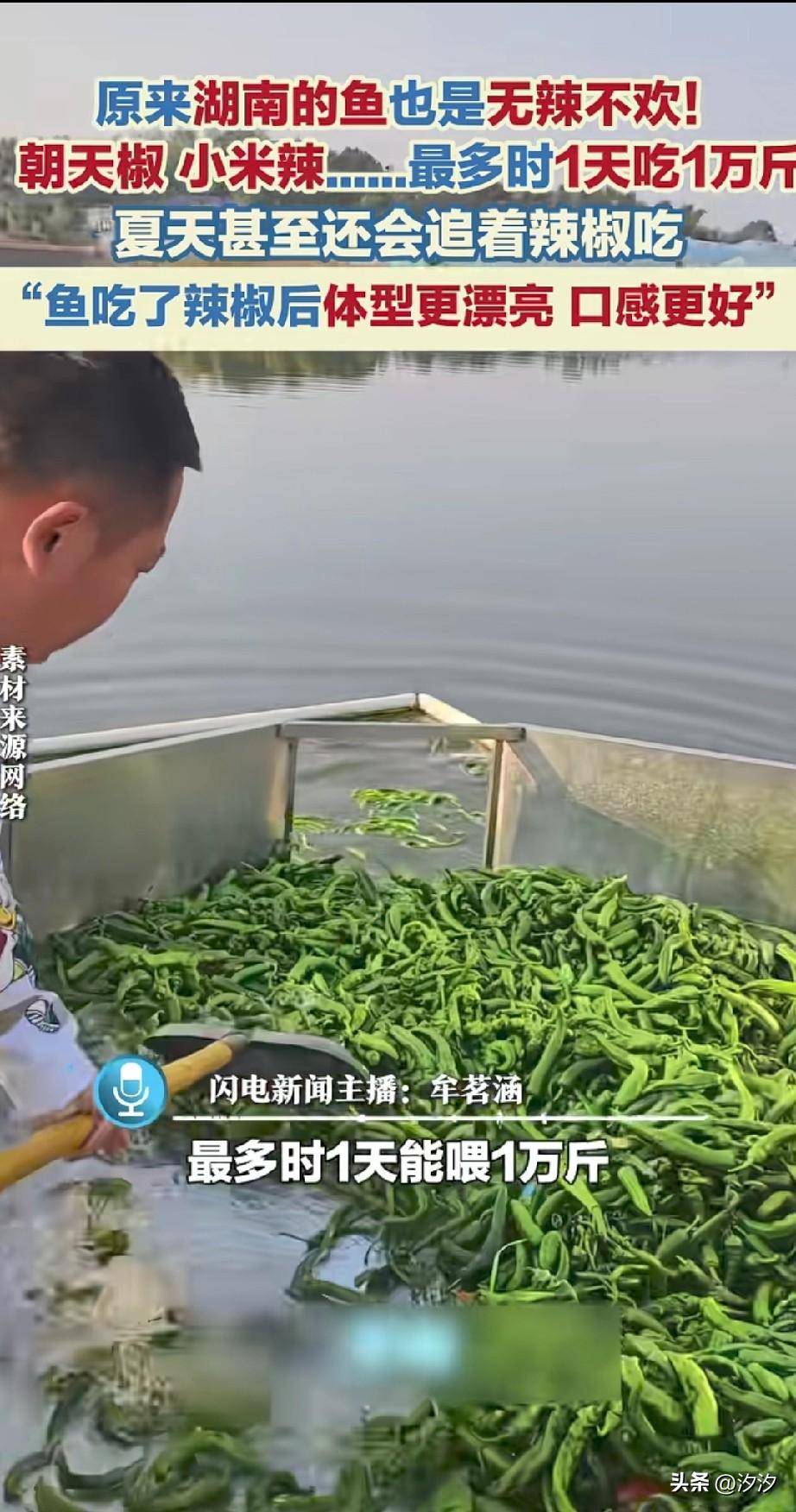 谁能想到湖南的鱼？
居然也是无辣不欢，
湖南长沙的一位养鱼户，
居然两年来坚持一