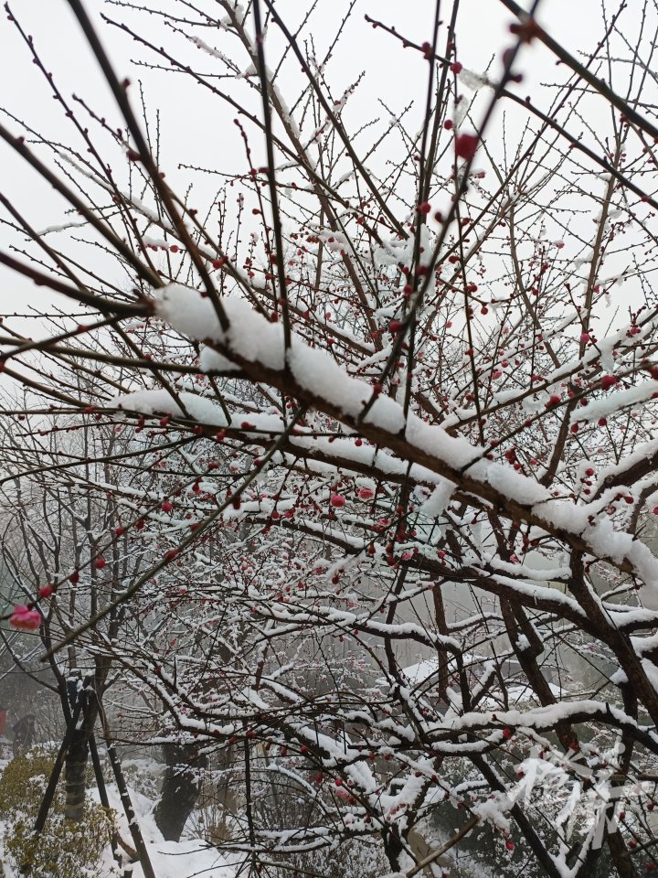 杭州人玩雪有多拼？径山今天秒变“冰雪乐园”，上海市民也赶来打卡