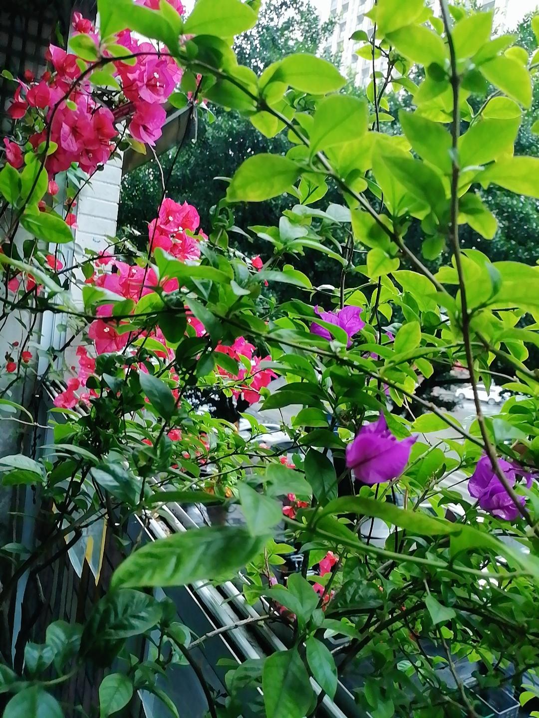 《花木无声》排律诗
 
亲手培新土，倾心护浅芳。
晨浇凝露润，暮剪伴霞光。
细整