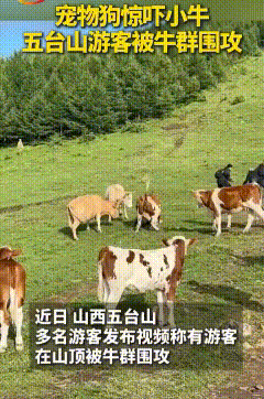 五台山景区，游客遭到山上牛群撕咬的视频，在网上流传。
有人说是因为游客登山时带的