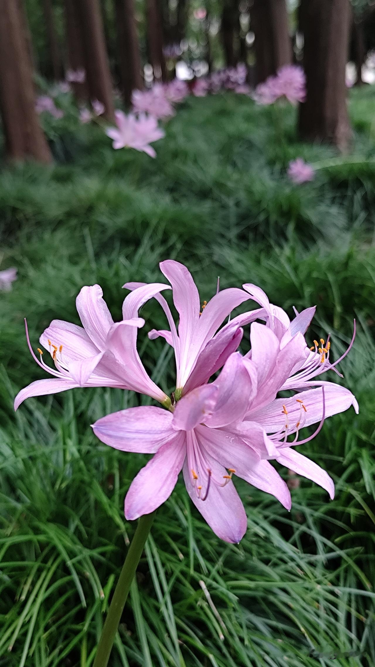 分享一朵你拍的花，什么花都可以鲜花朵朵笑颜开