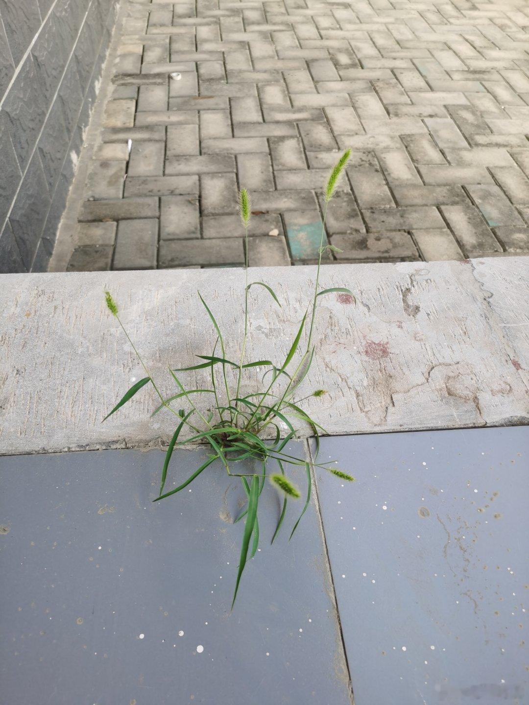 做人要学野草，我有韧劲，生命力顽强。 