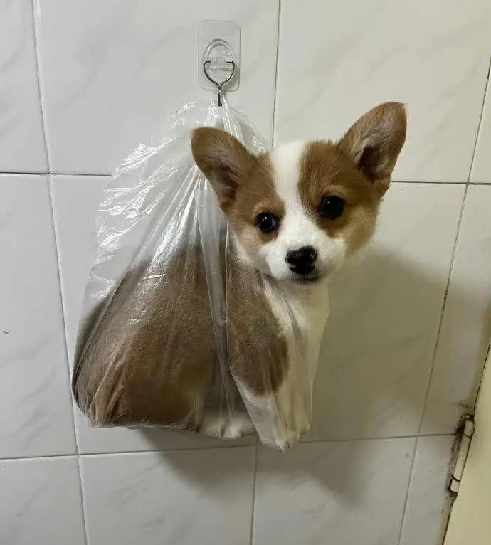 现在太卷了，购物送小狗🐶哈哈哈[偷笑]