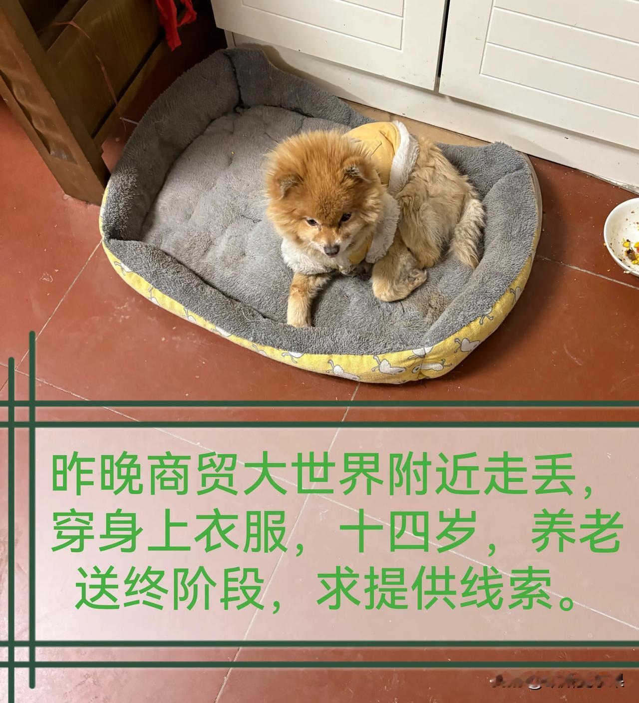让人无语的寻狗启示
怎么那么孝顺呢？  寻狗启示走丢