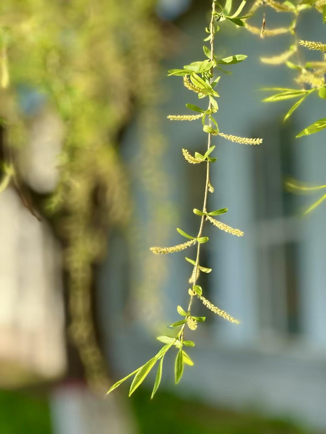 春风化雨，思念绵长
雨霁天青，万物清明
清明节到了
想念天堂的亲人
怀而不在,念