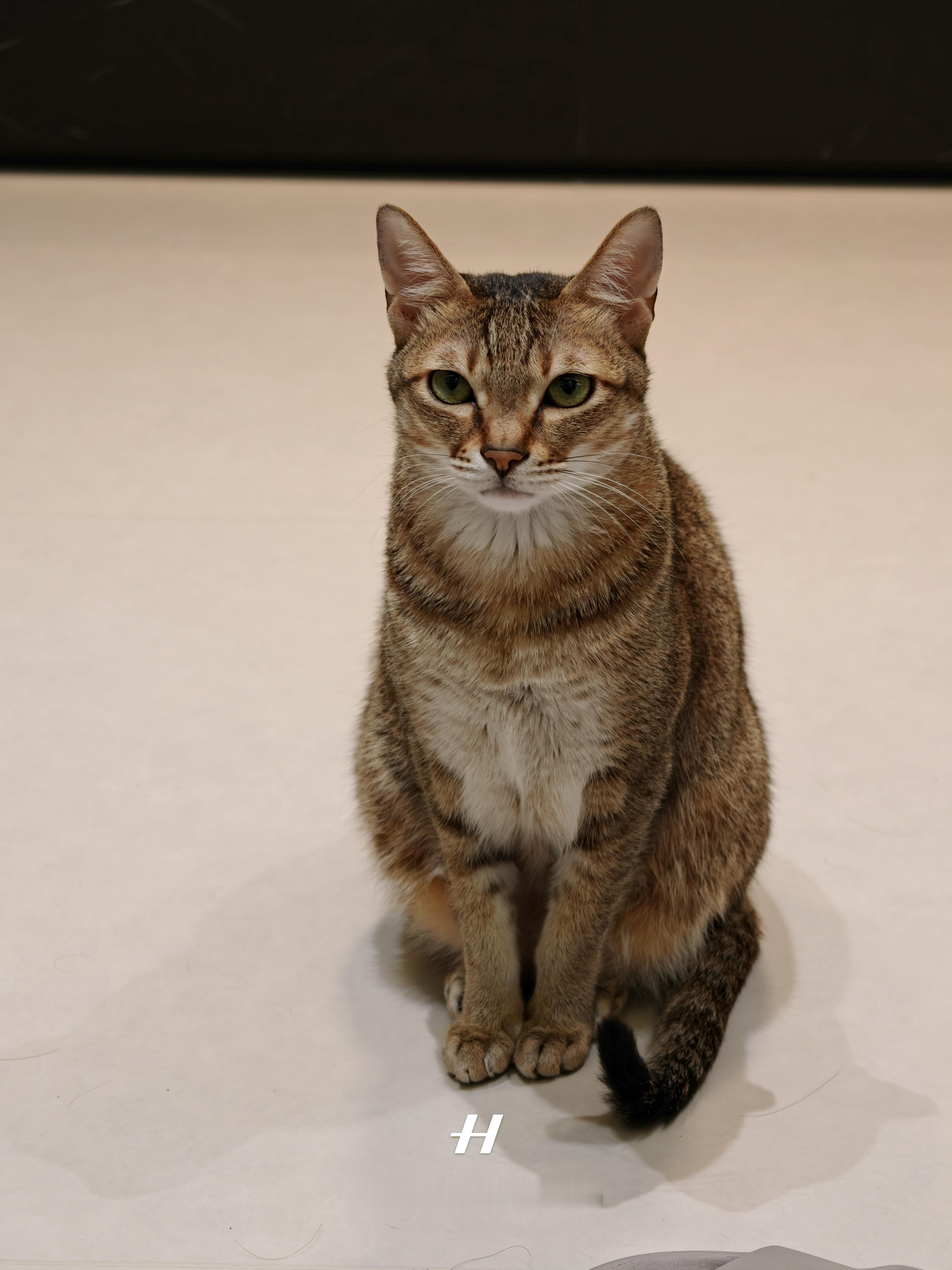 小米汽车生成的我家猫的AI萌宠，太像了希望早点登上天际屏 