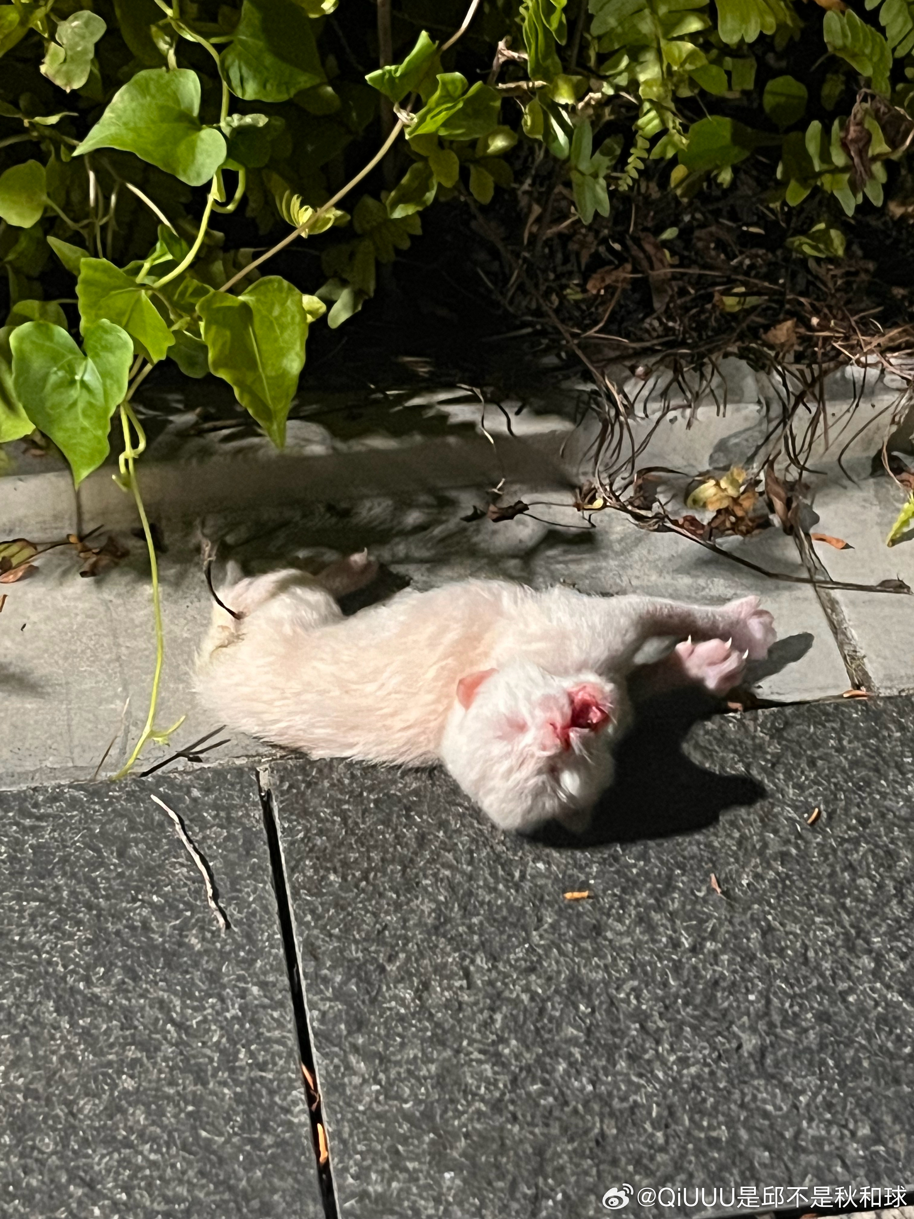 救命啊猫妈妈你快回来我养不了你的崽啊啊啊 