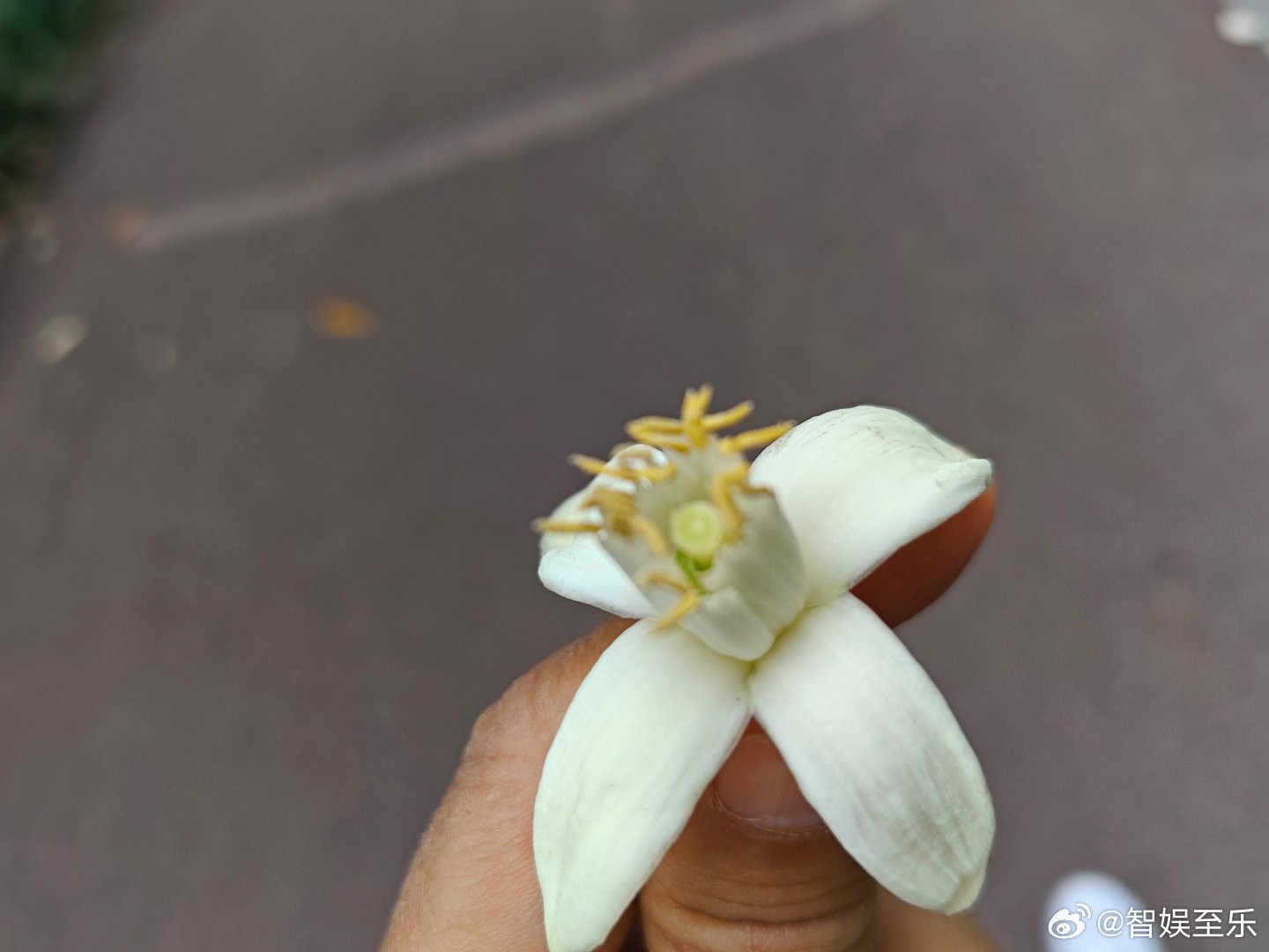 月映昨夜星空日辉今晨蓝宇鸟儿和草木最懂白昼的美好有些花的使命，不止结果芬芳足以销