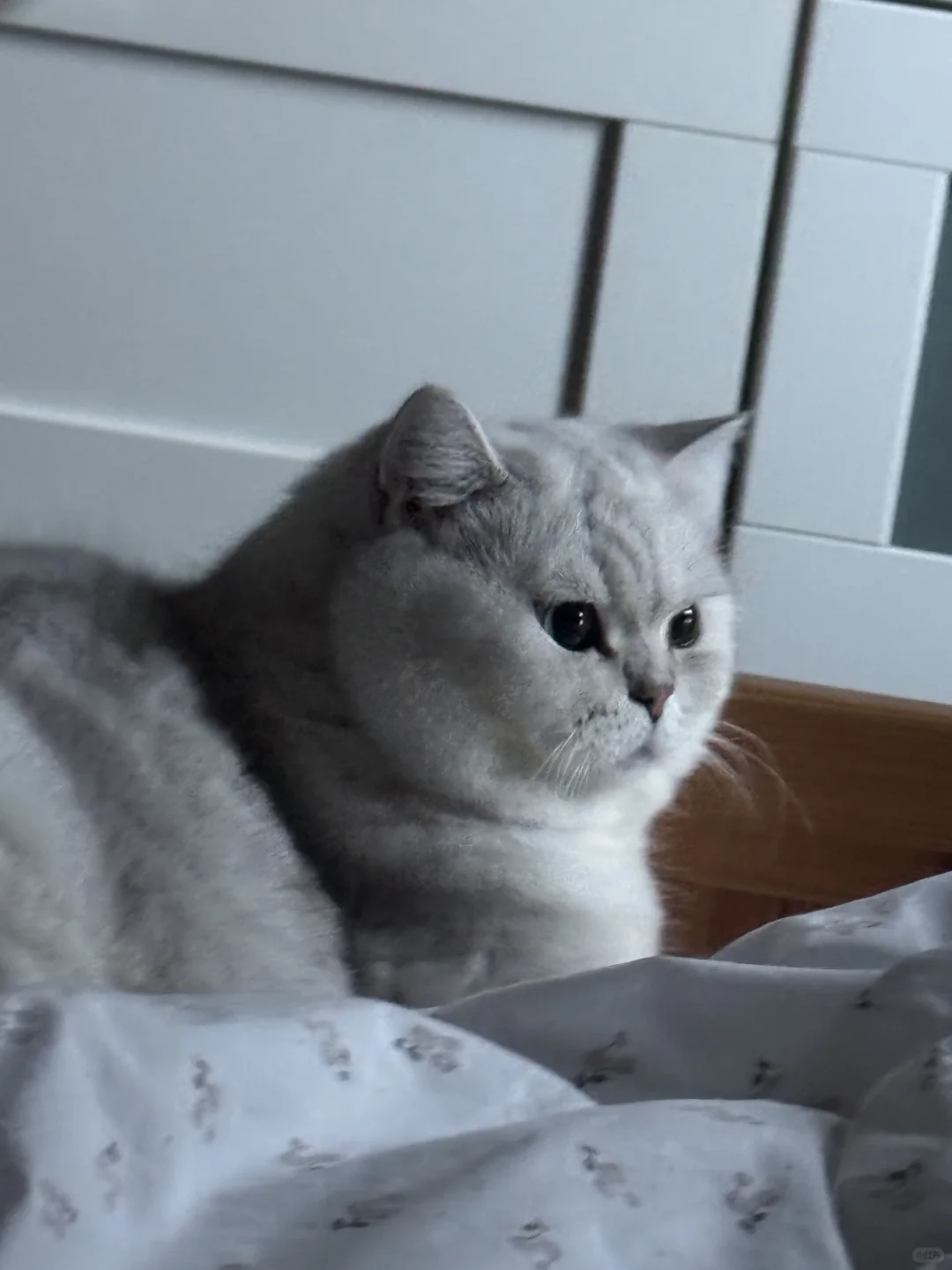 lets欣赏小猫