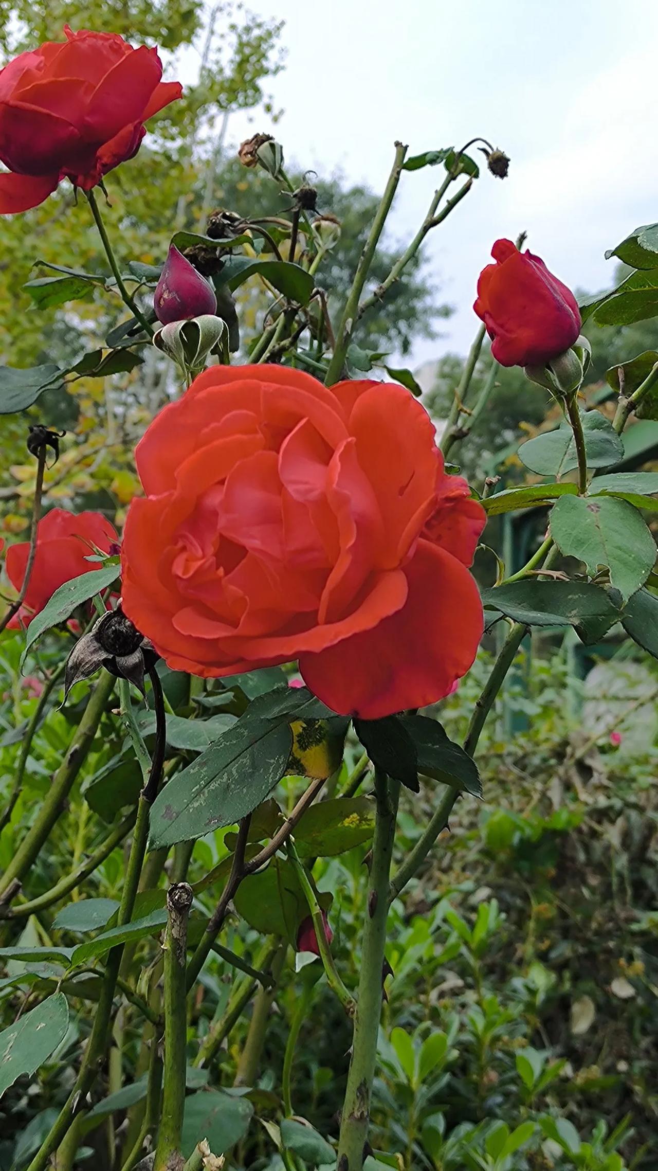 #分享随手拍摄的花🌸#