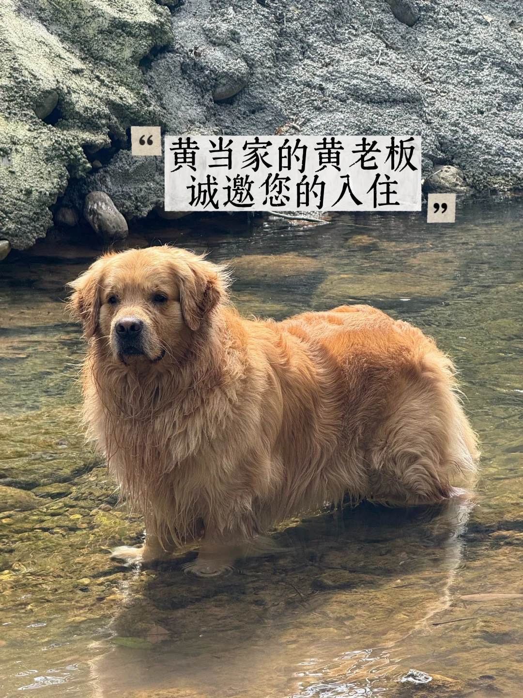 溪畔·黄当家，独属小狗的早春玩水季开始啦