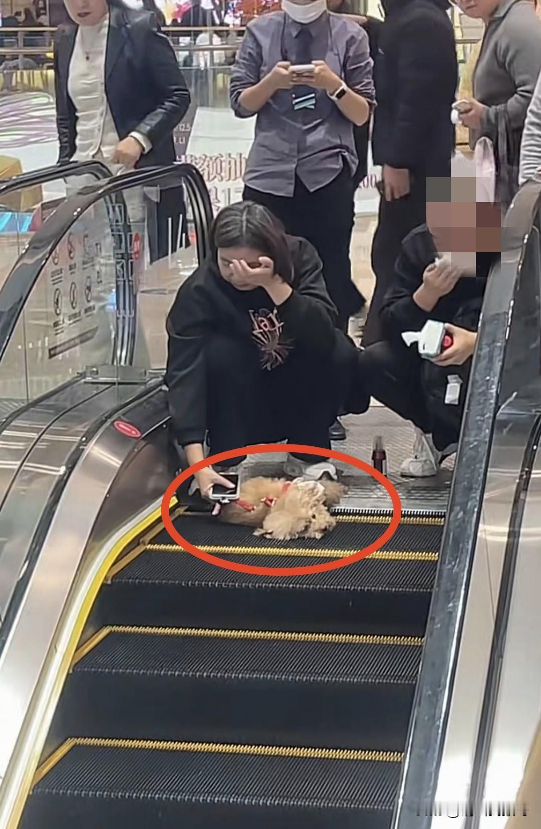 带宠物去商场乘坐这种电梯，最好还是把狗抱起来，不然就会发生这种意外。近日有网友发