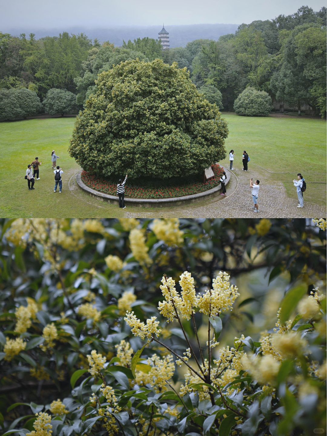 南京｜千年灵谷寺，万株桂花香