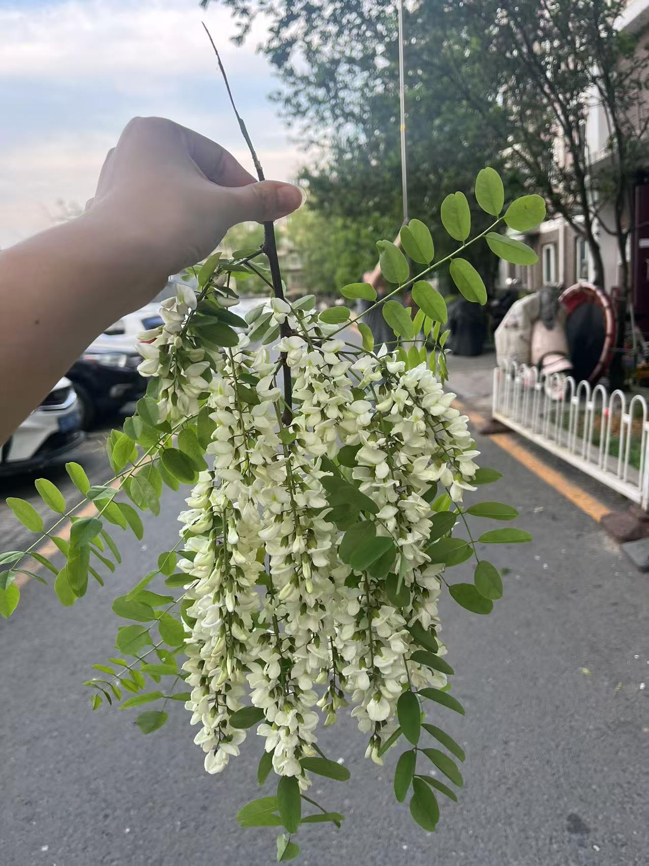 楼上一个邻居，为了能吃到新鲜的槐花，特意买了一根6米长的伸缩杆儿钩槐花，附近的槐