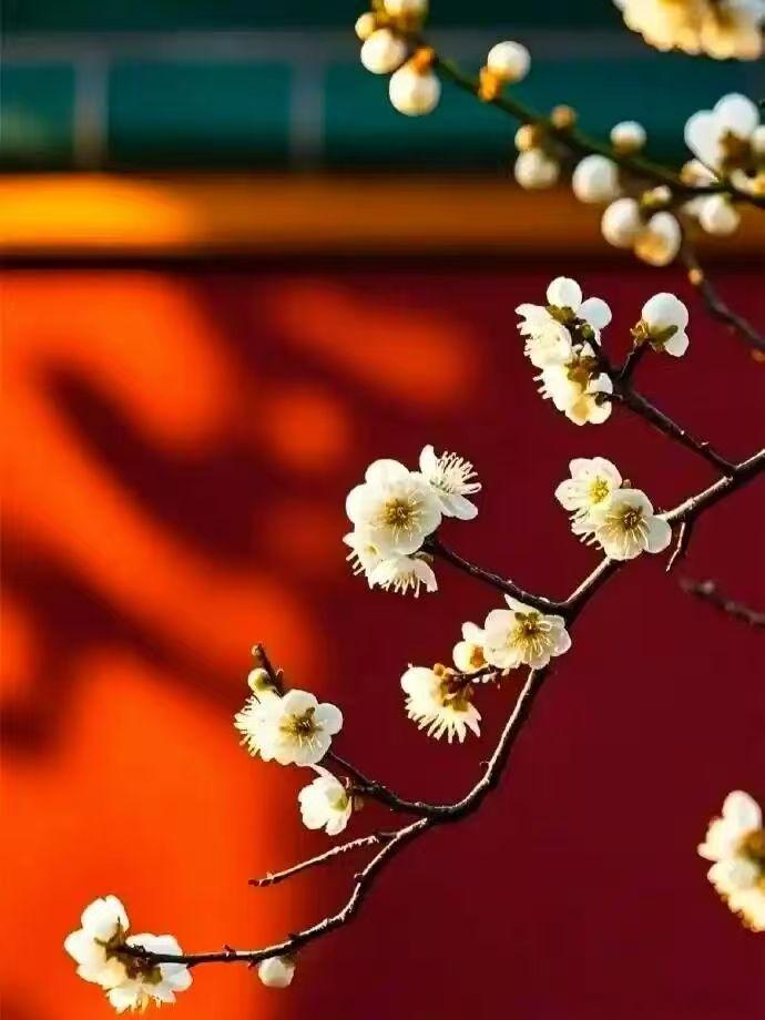 腊月初十 墙角数枝梅，凌寒独自开。遥知不是雪，为有暗香来。 