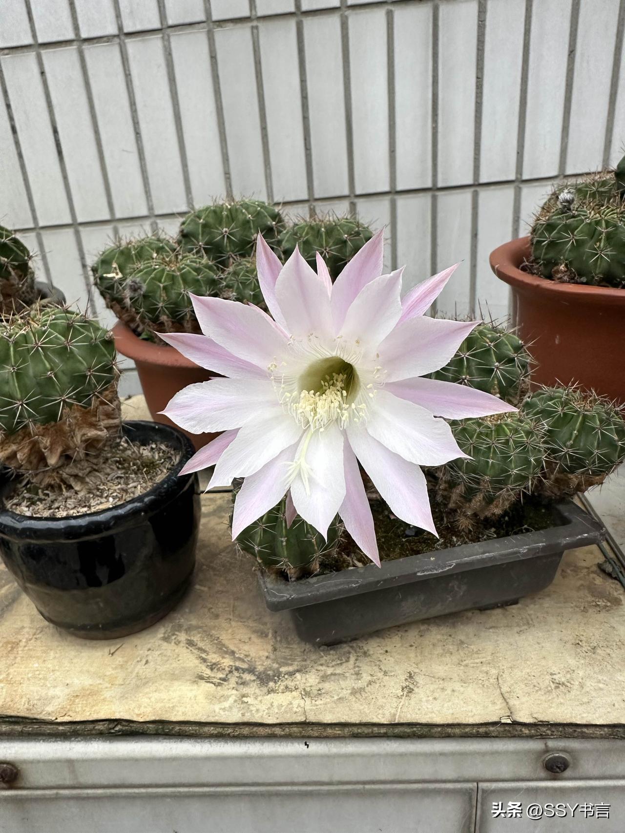 分享一张你拍的花，什么花都行仙人球花