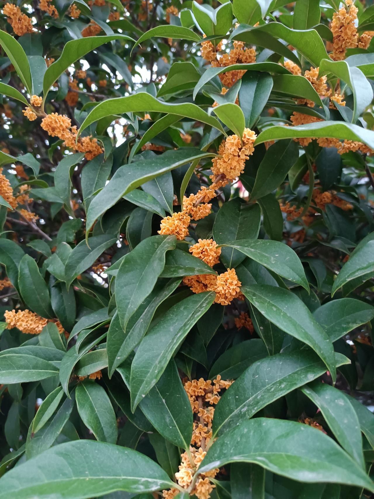 广寒仙物，金秋花开，随风摇曳，香飘十里。