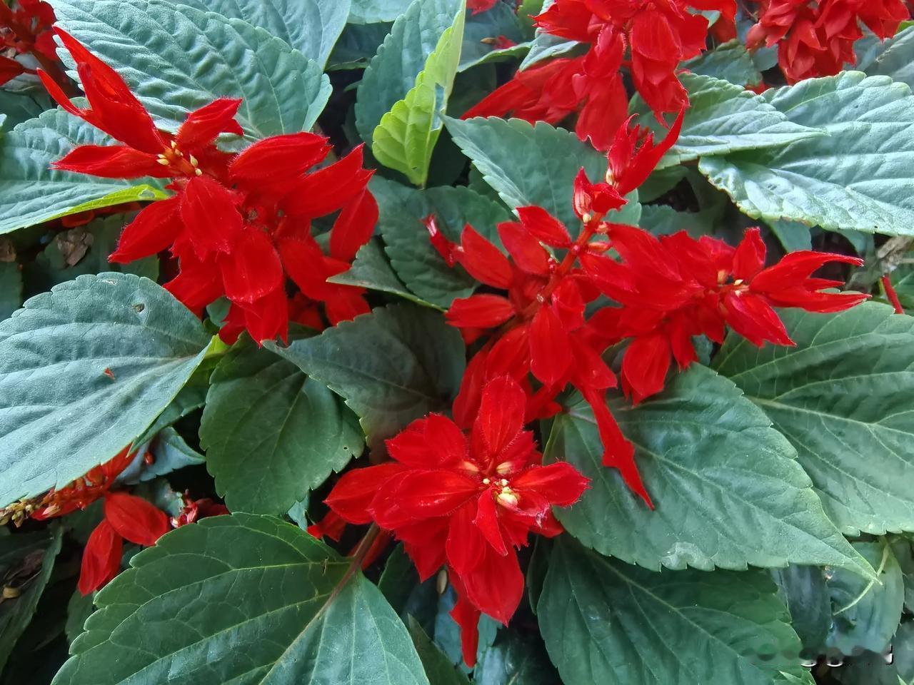 分享一张随手拍的花。在广州荔湾湖公园某一角落，被这鲜艳的花儿吸引了我驻足，随即拿