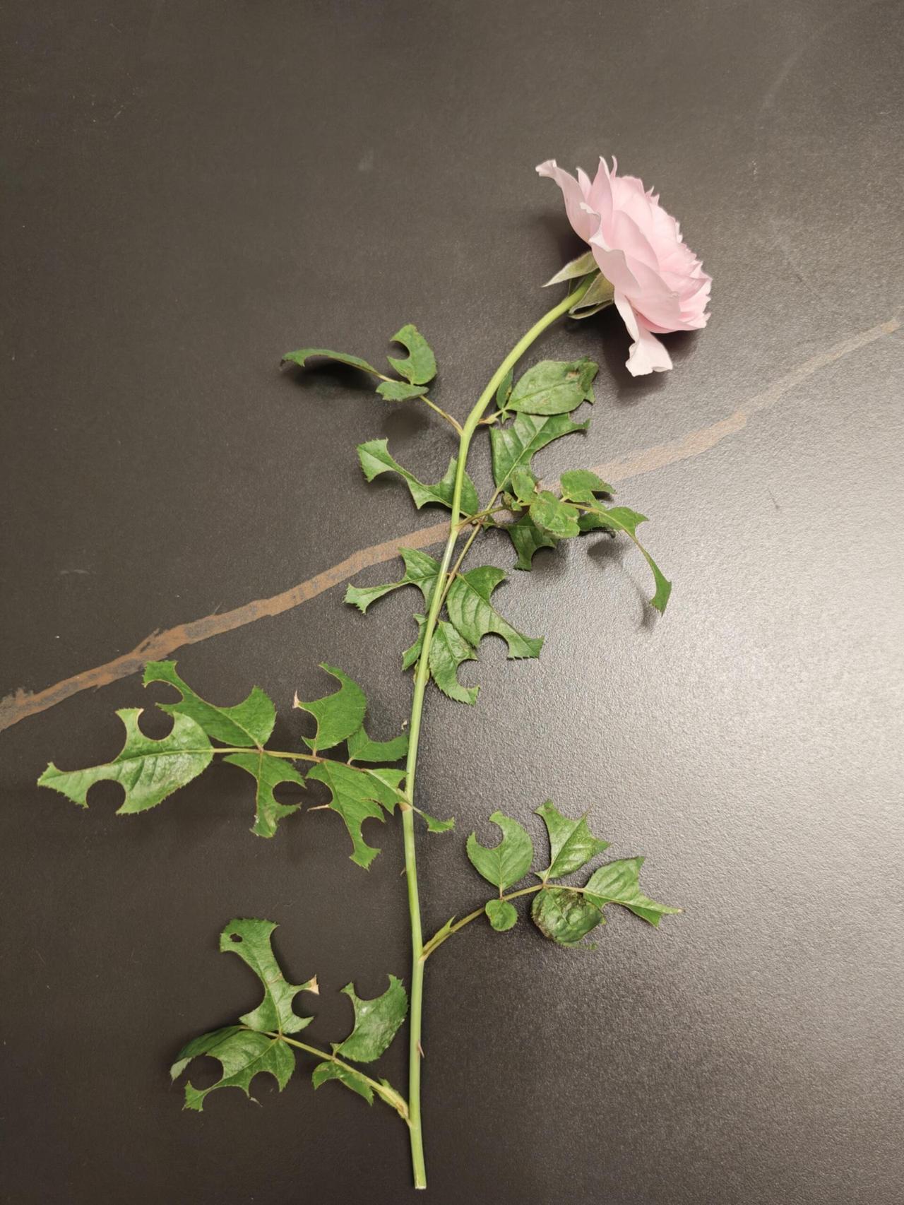 切成这样有必要吗?爱生活爱养花 一花一草一世界 让我看看你养的花