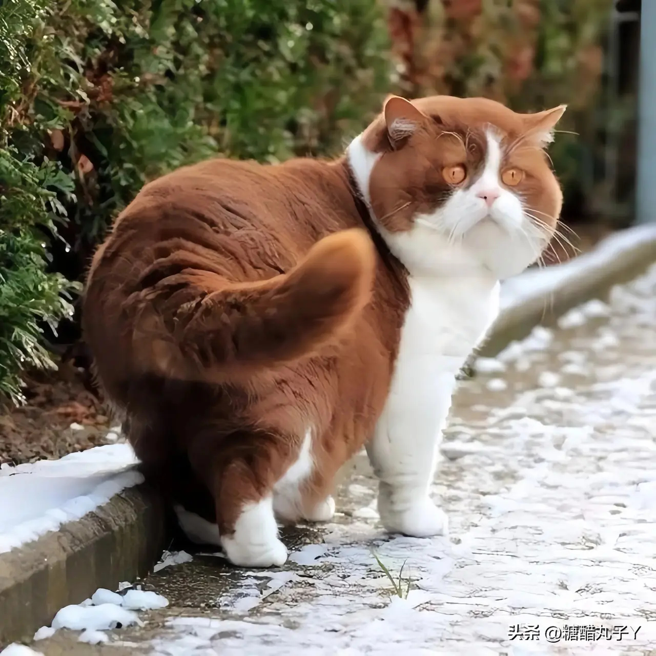 这个猫感觉好好rua啊！​​​