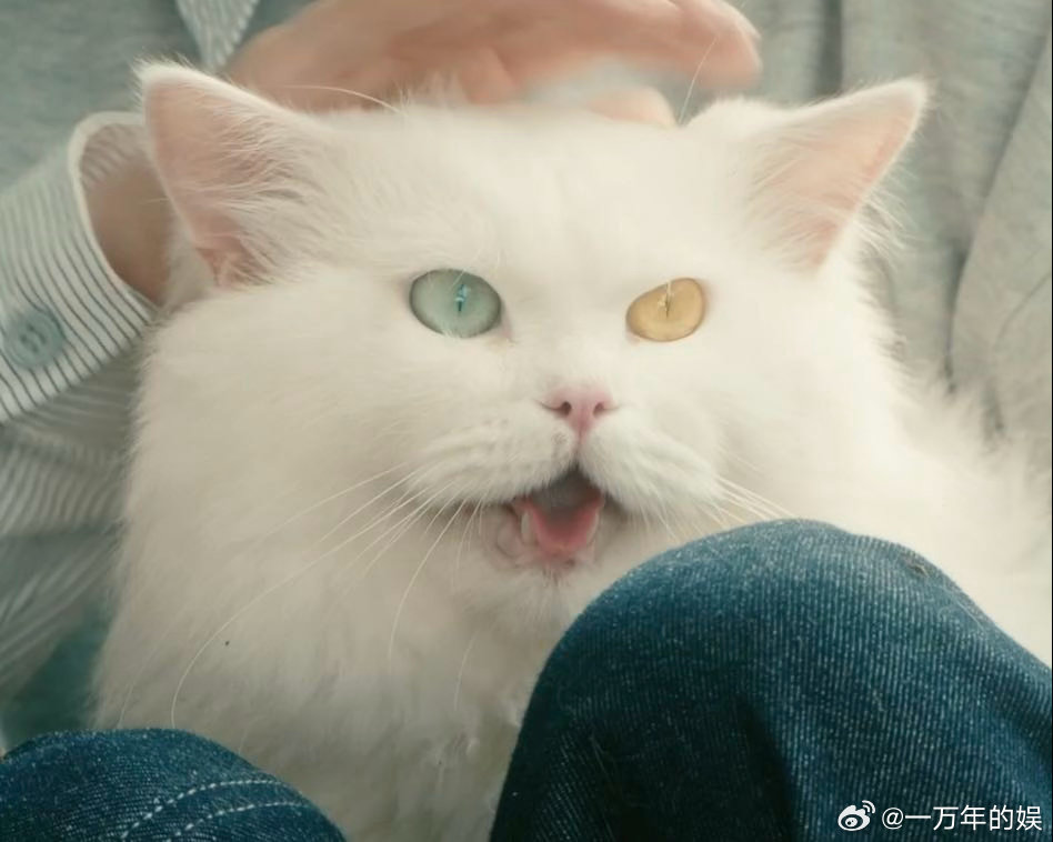 灵魂摆渡为猫咪演技正名🐱血浆布景前猫咪从容淡定，丝毫不受惊悚氛围影响，松弛的临
