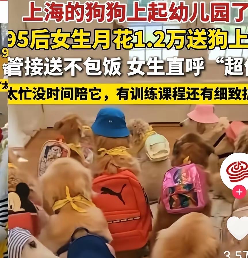 上海女子陶陶给萨摩耶报全日制贵族狗幼儿园，这操作直接把养宠卷出新高度！

学校老