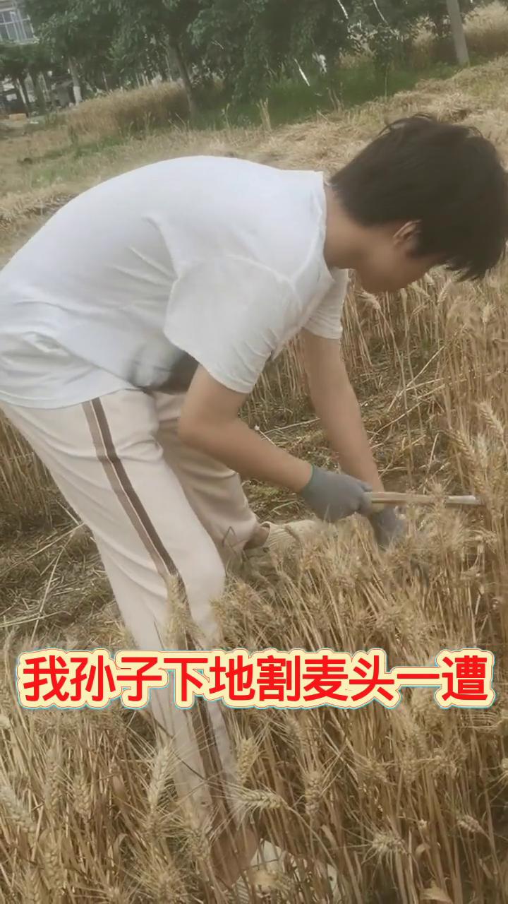 我孙子下地割麦头一遭，现在的孩子干农活的不太多。