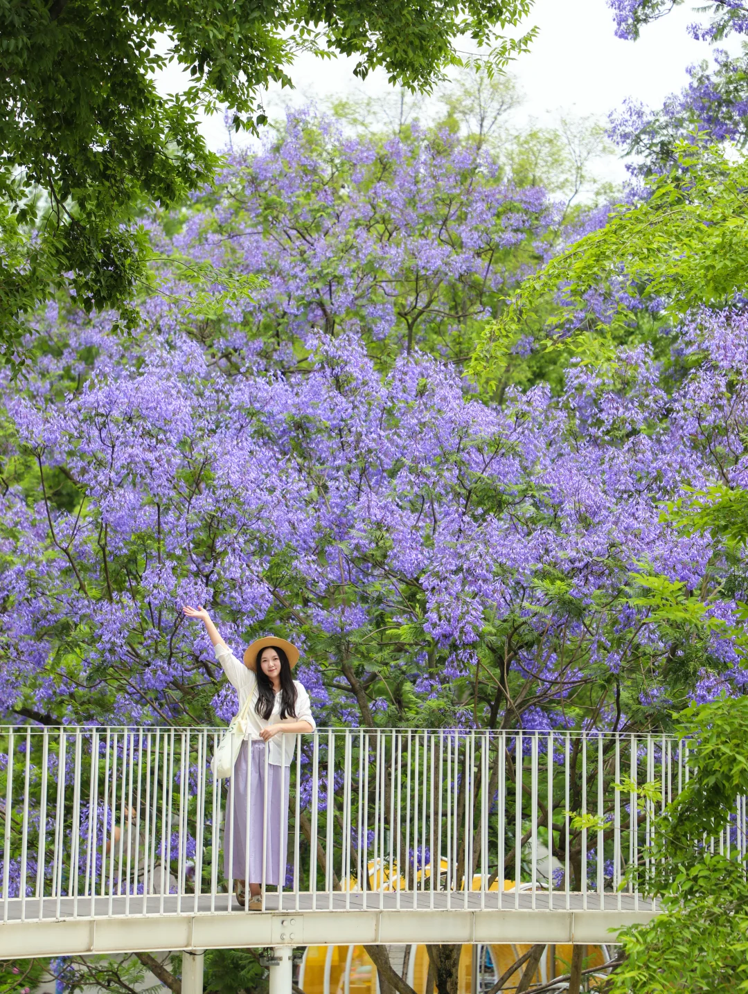 💜就在成都！这个免费公园的蓝花楹即将开爆！