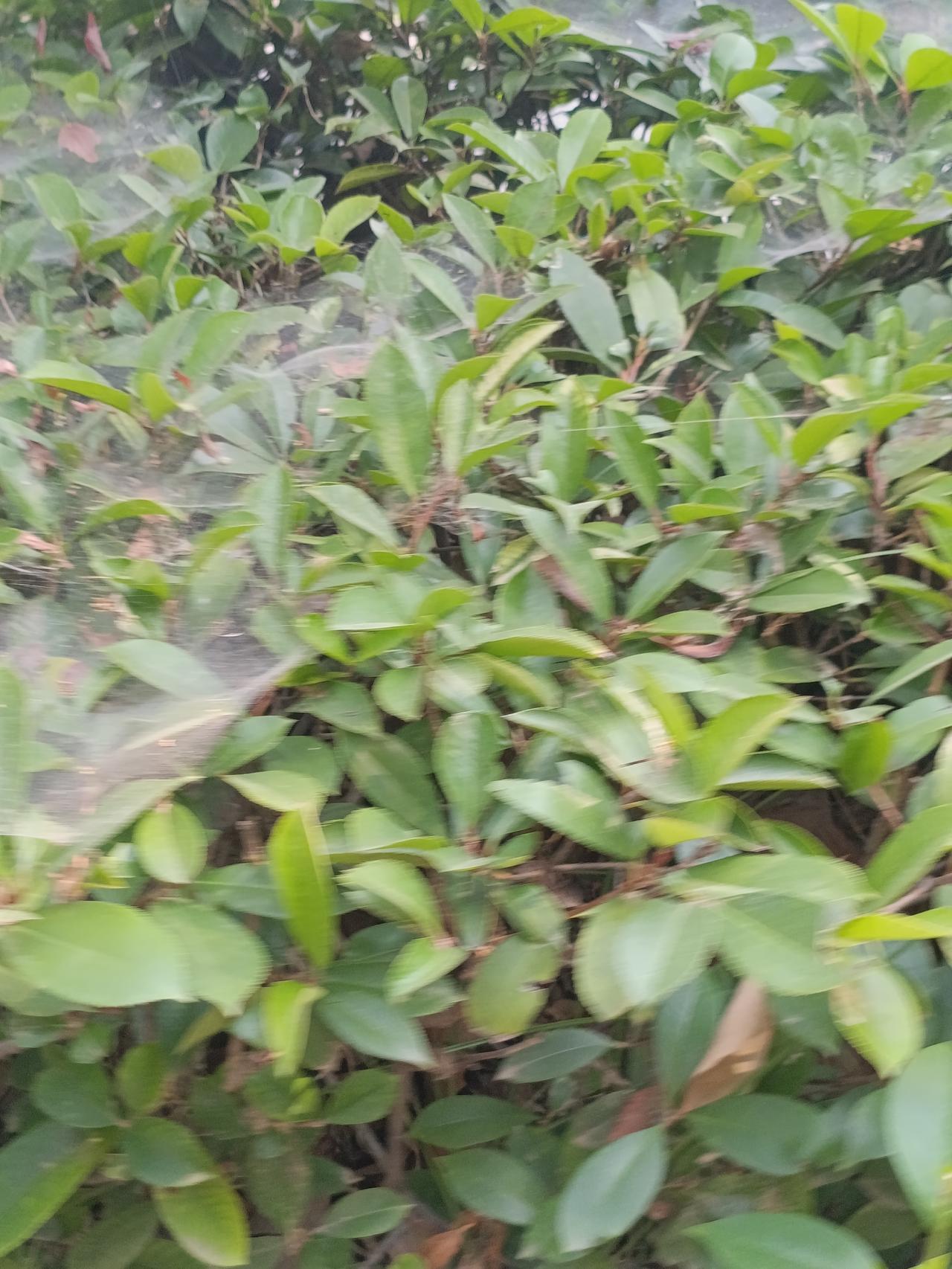 迷宫漏斗蜘蛛打猎场