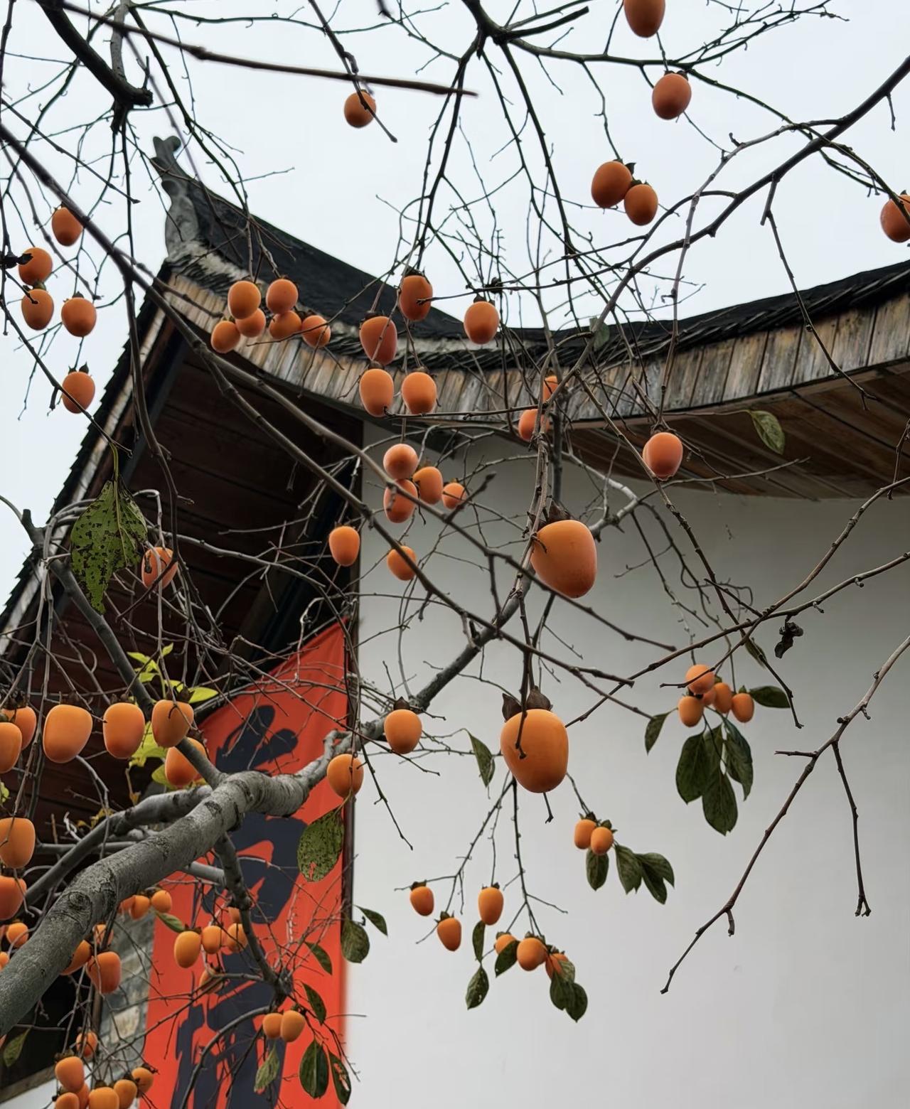 晒出你手机中盛开的花朵