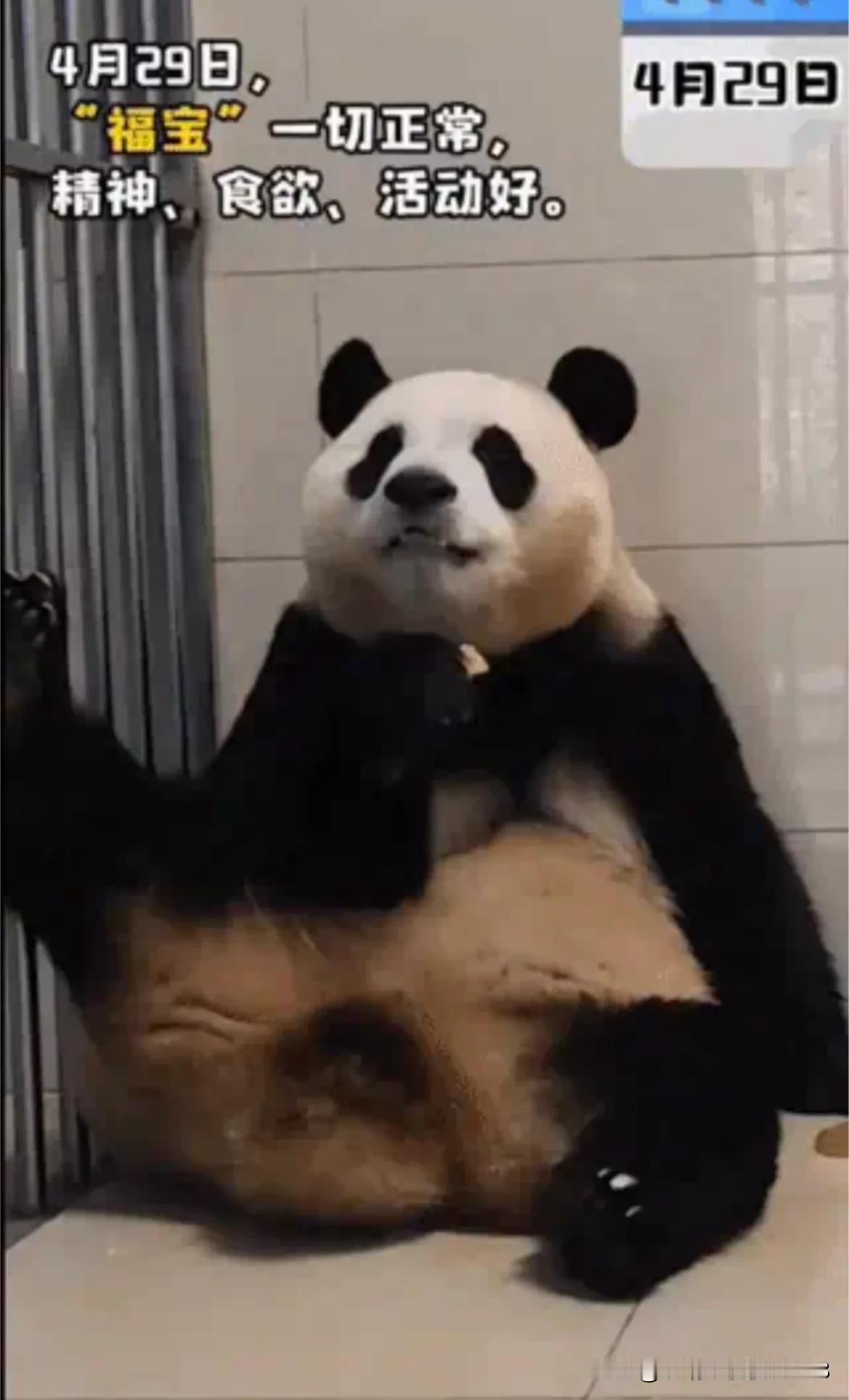 福宝最新隔离日记  3
4月24一4月3 0
回国第3周的福猪猪还是那样落落大方